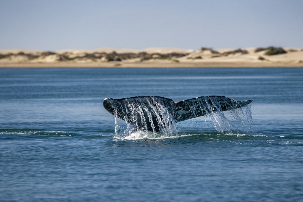 grey whale tail going down in ocean