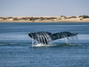 grey whale tail going down in ocean