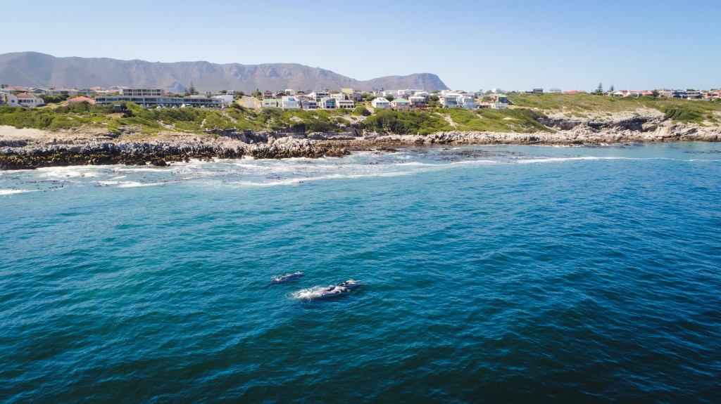 Aerial view over a Southern Right Whale and her calf along the o