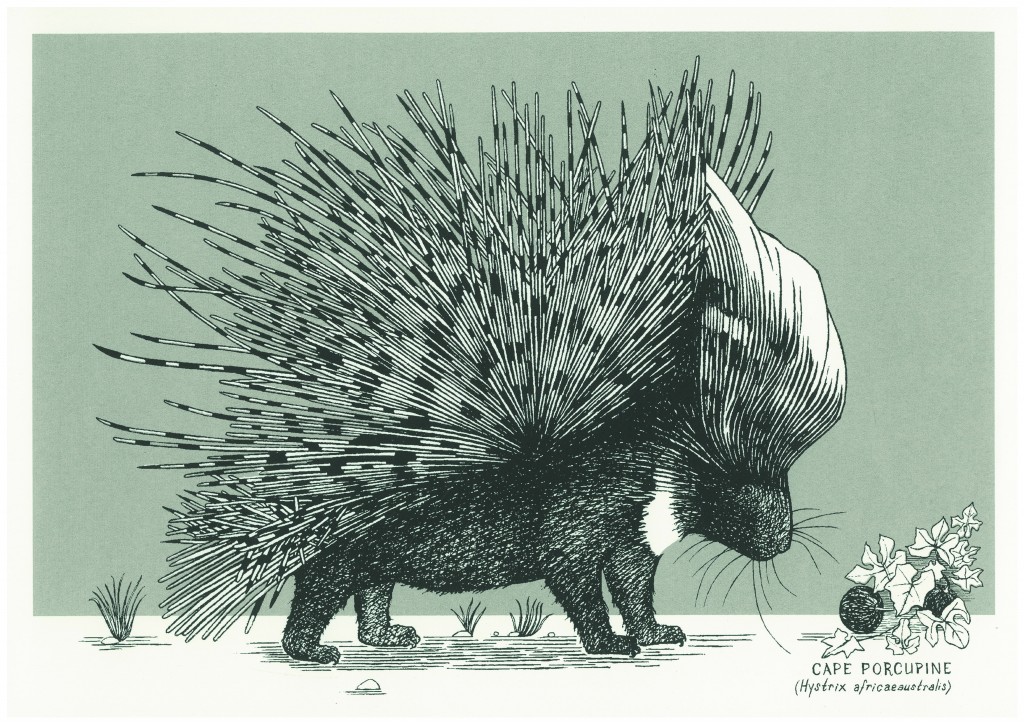 cape porcupine print_300dpi_CMYK