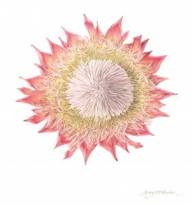 Jenny Malcolm - Protea cynaroides 1