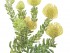 Lee EH_Leucospermum Cordifolium Yellow Bird