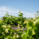 Robertson Winery vineyards (2)