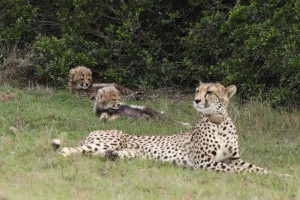 Cheetah with cubs - Image supplied by Wayne Verster (1)