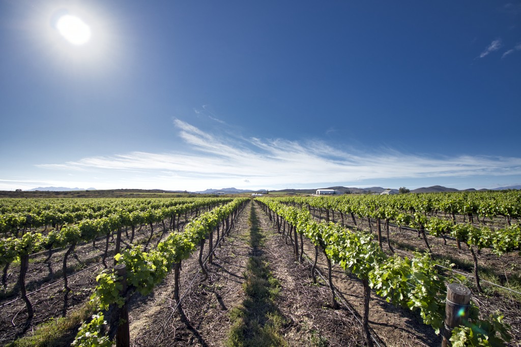 Robertson winery vineyards.