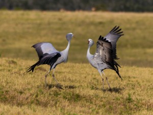Blue Cranes Wayne Verster