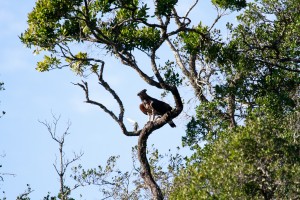 Crowned Eagle