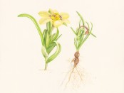 K Stewart Moraea vuvuzela 300x380mm