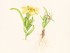 K Stewart Moraea vuvuzela 300x380mm