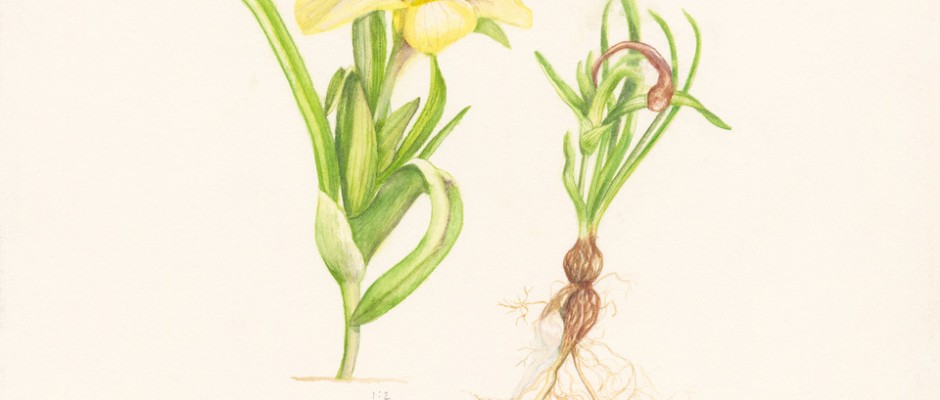 K Stewart Moraea vuvuzela 300x380mm