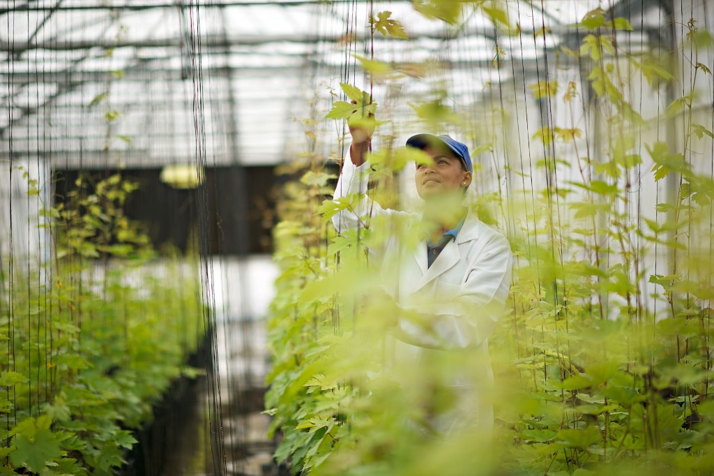 Cultivating new grape varieties in the tunnels of our plant improvement unit (1)
