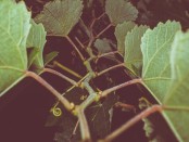Grape vine growing at night