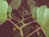Grape vine growing at night