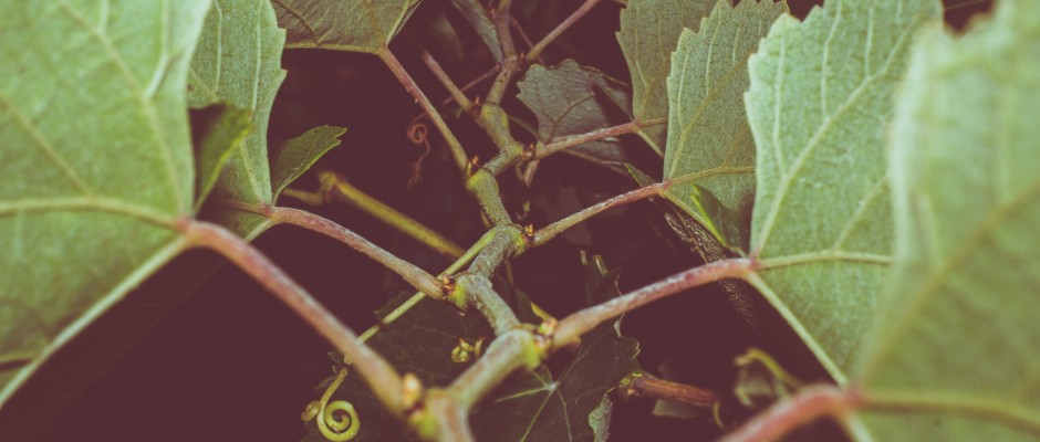 Grape vine growing at night