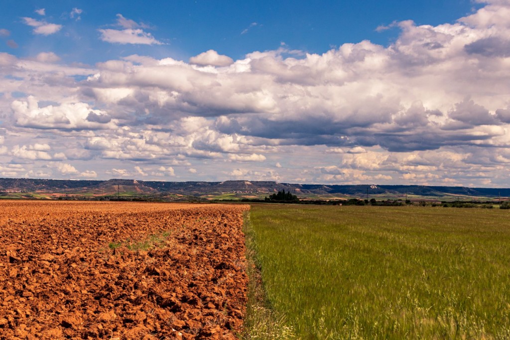 horizontal-shot-sunflower-cropland-field-cloudy-sky (1)